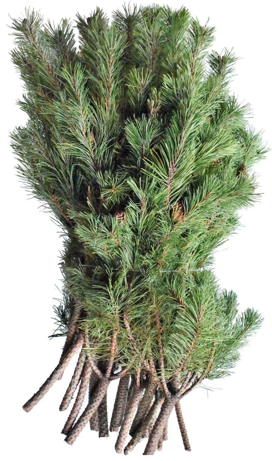 Schnittgrün Bergkiefer MTW GmbH