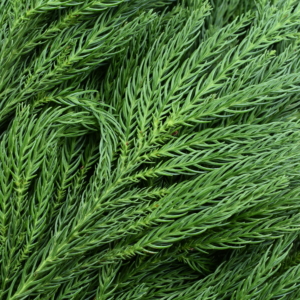 Cryptomeria