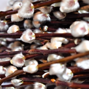 Weidenkätzchen Herbst